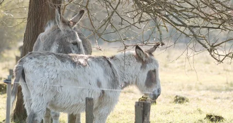 Donkeys standing under a tree hiding from the sun spring [4K60] detailed fur Stock-Footage 127754054