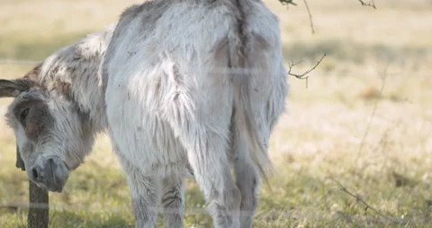 Donkeys standing under a tree hiding from the sun spring [4K60] detailed fur Stock-Footage 127754684