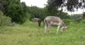 Donkeys in Texas field HD HD Footage