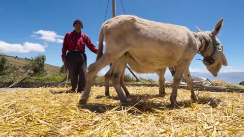 Donkeys trampling harvested barley during threshing process_3.mov Stockbeeldmateriaal 335643673