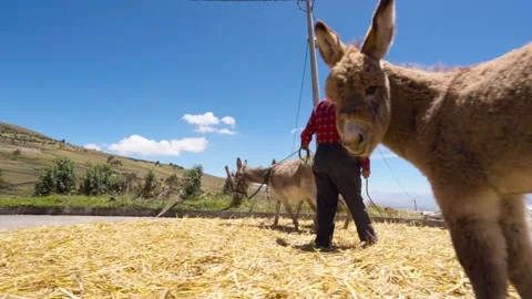 Donkeys trampling harvested barley during threshing process_4.mov Vídeos de archivo 335643677
