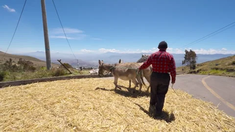 Donkeys trampling harvested barley during threshing process_6.mov Vidéo 335643688