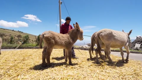 Donkeys trampling harvested barley during threshing process_2.mov Vídeos de archivo 335643694