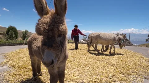 Donkeys trampling harvested barley during threshing process_7.mov 库存影片 335643720
