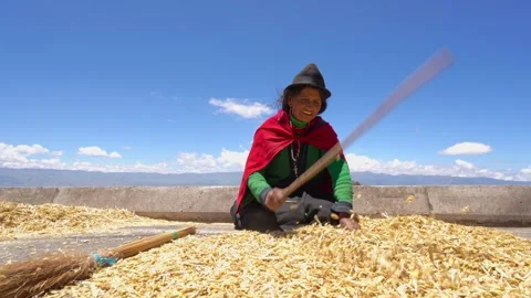 Donkeys trampling harvested barley during threshing process_11.mov Vídeos de archivo 335643724