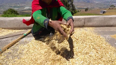 Donkeys trampling harvested barley during threshing process_10.mov Vídeos de archivo 335643726