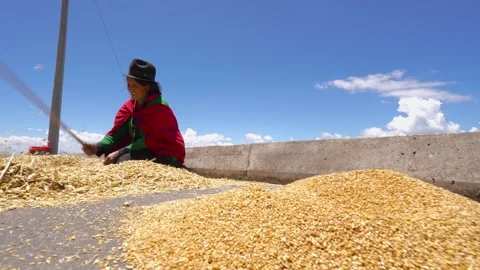 Donkeys trampling harvested barley during threshing process_12.mov Stockbeeldmateriaal 335643744