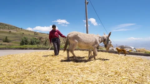 Donkeys trampling harvested barley during threshing process_1.mov Vídeos de archivo 335643750