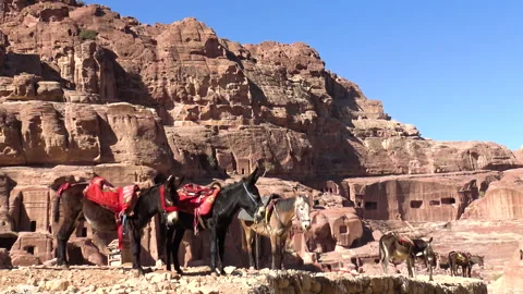 Donkeys for the transfer of tourists between the ancient mountains of Petra. Stock Footage 145130625