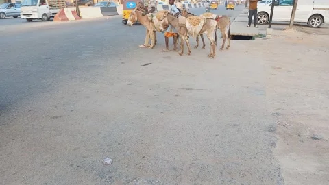 Donkeys Trying To Cross Main Road On Hadejia Road Kano Nigeria 動画素材 321805882