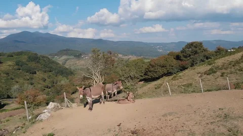 Donkeys in the Tuscan countryside Stock Footage 112332067