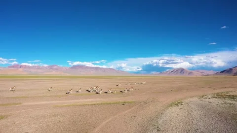 Donkeys under blue sky Stock Footage 243044183