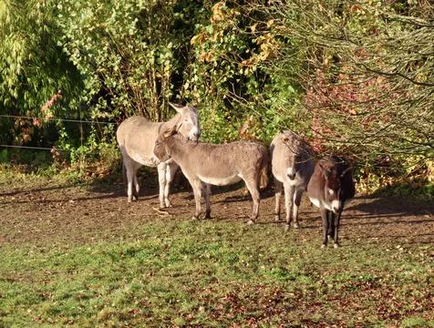 Donkeys under trees Stock Photos
