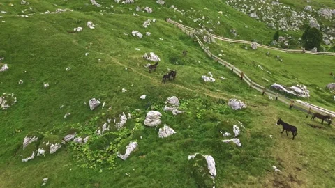 Donkeys walking in the Dolomites mountains Stock Footage 224544430