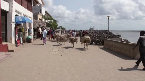 Donkeys walking down the street Lamu Island, Kenya 库存影片 47190881
