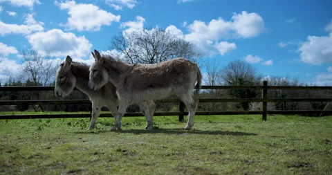 Donkeys walking in a field Stock Footage 238998161