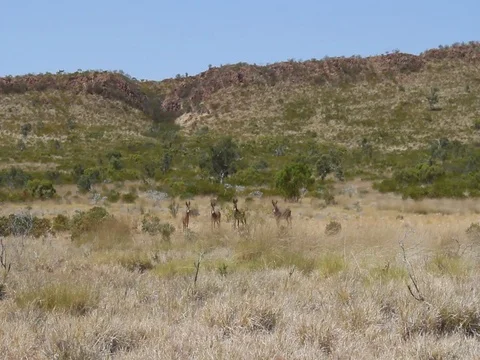 DONKEYS  IN THE WILD 스톡 동영상 100388673