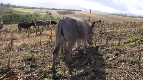 Donkeys in the wild Vídeos de archivo 294838374