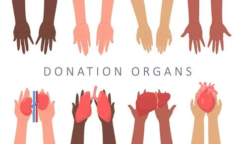 Donor flat vector organ surgery transplant Stock Illustration