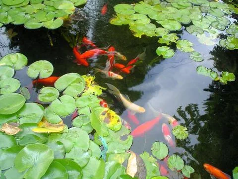 Don't Be So Koi 스톡 사진