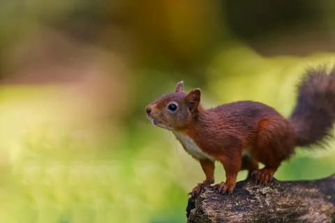 Don't do it Stock Photos