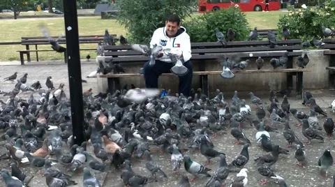 Don't Feed The Pigeons Stock-Footage 51243623