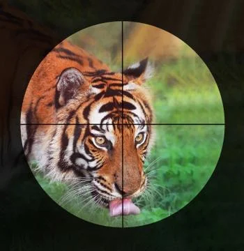 Don't  Hunt Tigers. Stock Photos