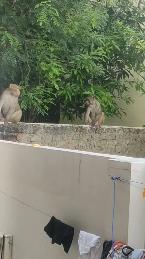 Don't Irritate The Monkeys, India - 24 Apr 2023 Stock Footage 241856935
