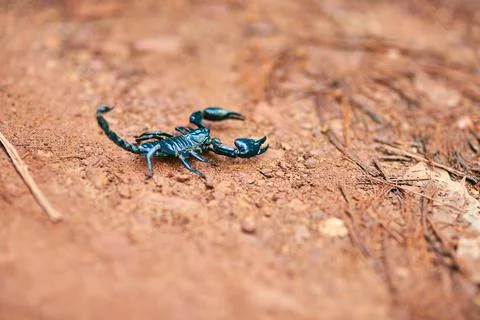 Dont mess with me. High angle shot of a black scorpion on the forest floor. Stock Photos