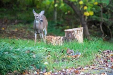 Don't Mind Me Stock Photos
