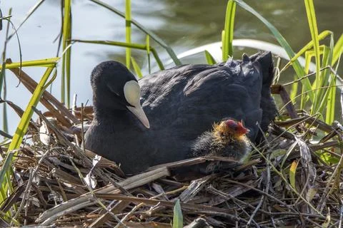 Don't wander off  the nest Foto stock