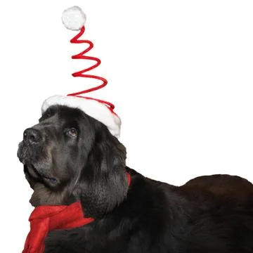Don't like x-mas Stock Photos