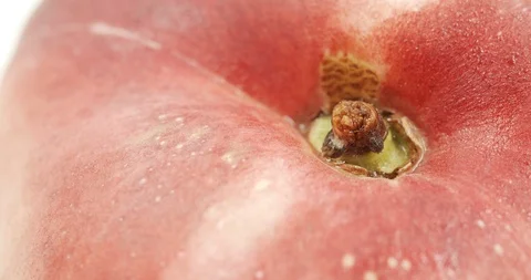 Donut peach isolated rotates on itself on white background. Stock Footage 113347262