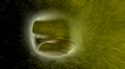 Donutta Cella HD Stock Footage 8958529