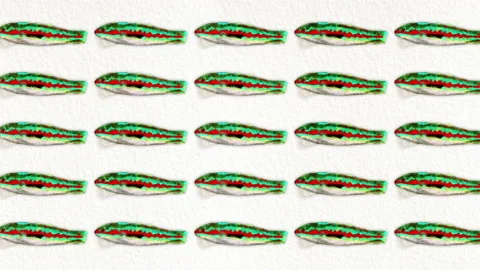 Donzella fish pattern from the Mediterranean sea, ideal footage for themes such Stock Footage 135559269