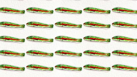 Donzella fish pattern from the Mediterranean sea, ideal footage for themes such Stock Footage 135598258