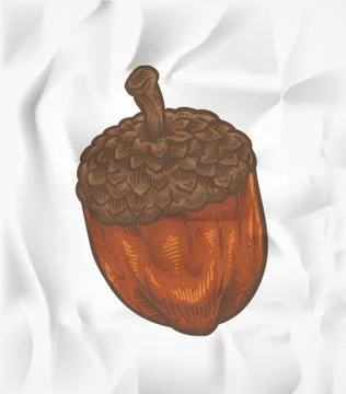 Doodle acorn isolated vector Stock Illustration