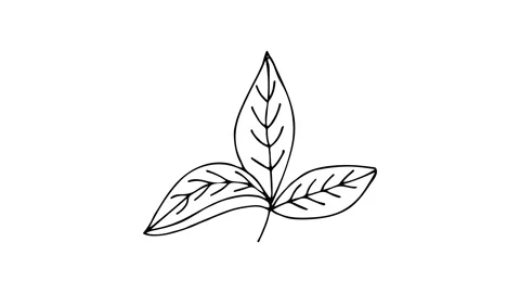 Doodle animation of leaf. Line drawing animation of leaf Stock Footage 160647135