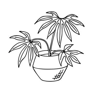 Doodle of anthurium polydactylum in pot. Stock Illustration