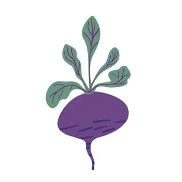 Doodle beetroot isolated on white background. Vegetarian healthy food. Stock Illustration