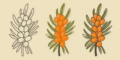 Doodle buckthorn branch. Vector orange berry. Stock Illustration