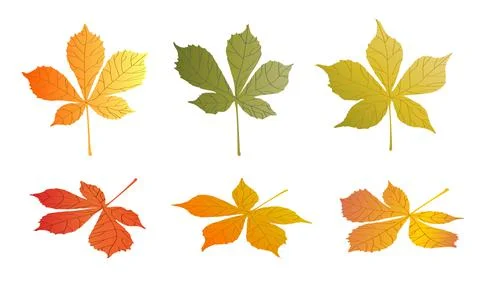 Doodle CHESTNUT tree leaves isolated on white background. Autumn fallen leave Illustrazione stock
