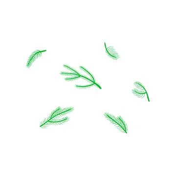 Doodle coniferous branches and twigs. Stock Illustration