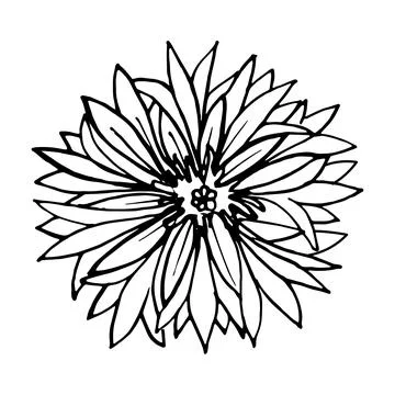 Doodle Cornflower set. Black on white Stock Illustration
