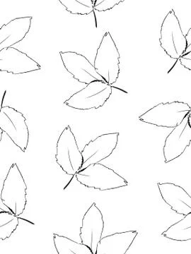 Doodle drawing style image of black and white beech leaf seamless background, Stock Illustration