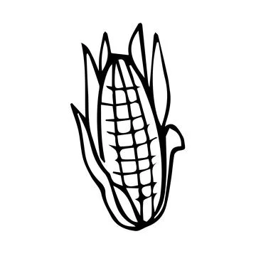 Doodle ear of corn. Hand-drawn food Stock Illustration