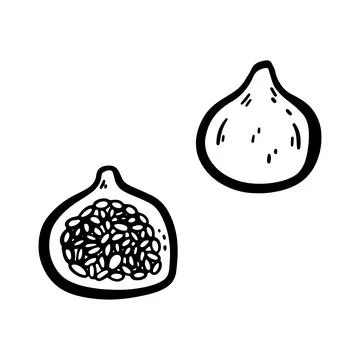 Doodle fig illustration isolated on a white background. Simple black outlin.. Stock Illustration