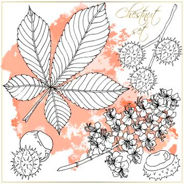Doodle floral chestnut set vector with doodles black and white coloring page Stock Illustration