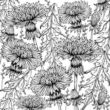 Doodle floral dandelion background in vector with doodles black and white Stock Illustration
