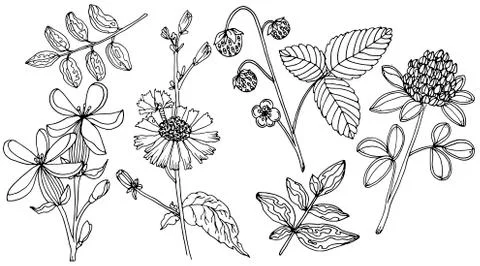 Doodle floral set vector with doodles black and white elements for coloring page Stock Illustration